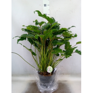 Philodendron  'Xanadu'