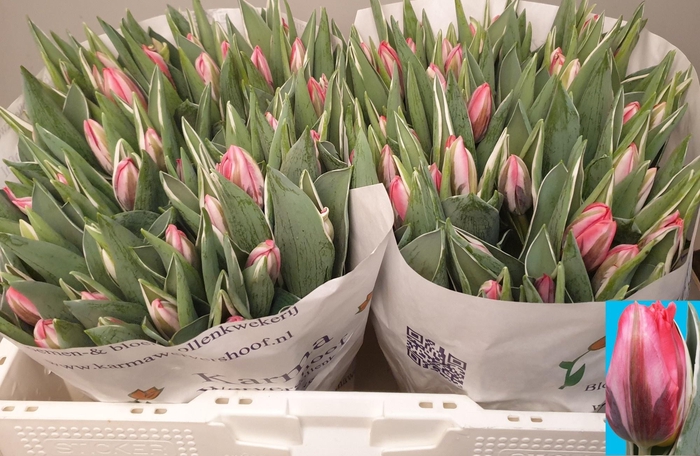 <h4>TU EN PRETTY PRINCES</h4>