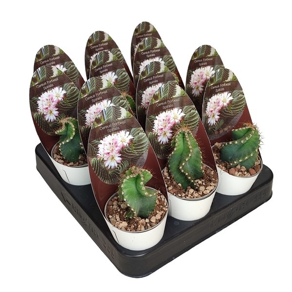 <h4>CEREUS FORBESII SPIRALIS - POT Ø 6,5 - COLLECTION WITH POTCOVER (CACTUS)</h4>