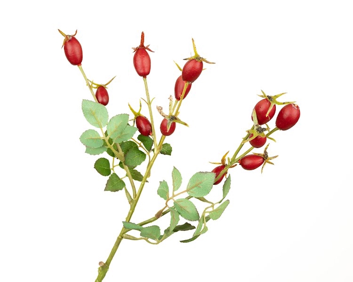 <h4>Rosehip Branch Red</h4>