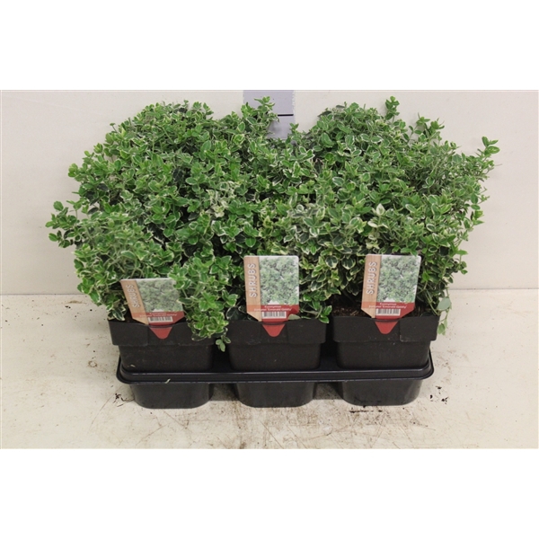 <h4>Euonymus fortunei 'Emerald Gaiety' P17 potgekweekt</h4>