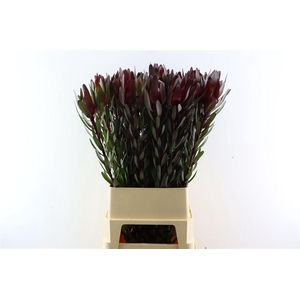 Leucad Safari Sunset 100cm