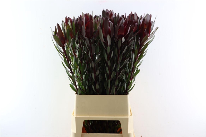 <h4>Leucad Safari Sunset 100cm</h4>