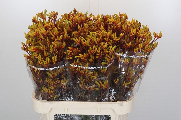 <h4>Kangaroo Paw Gold Fever</h4>