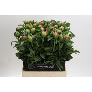 Paeonia Coral Sunset