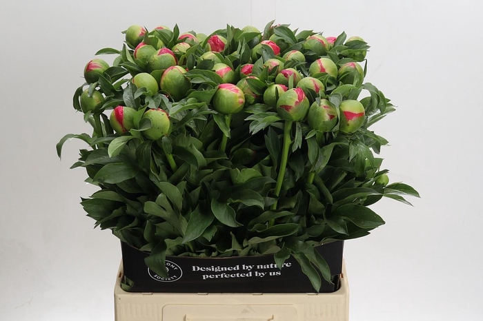 <h4>Paeonia Coral Sunset</h4>