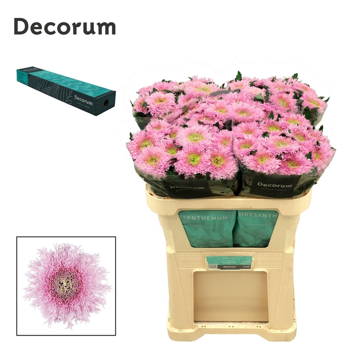 <h4>CHRYSANTHEMUM PL 'ETRUSKO'</h4>