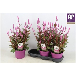 CEL WILD PINK