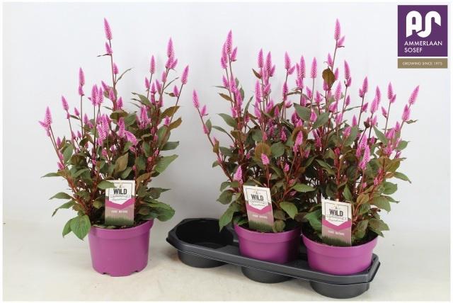 <h4>CEL WILD PINK</h4>