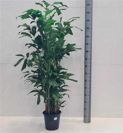 <h4>Caryota Mitis 20 Stek</h4>