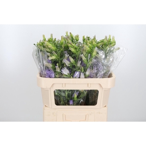 Campanula Cham Lavender