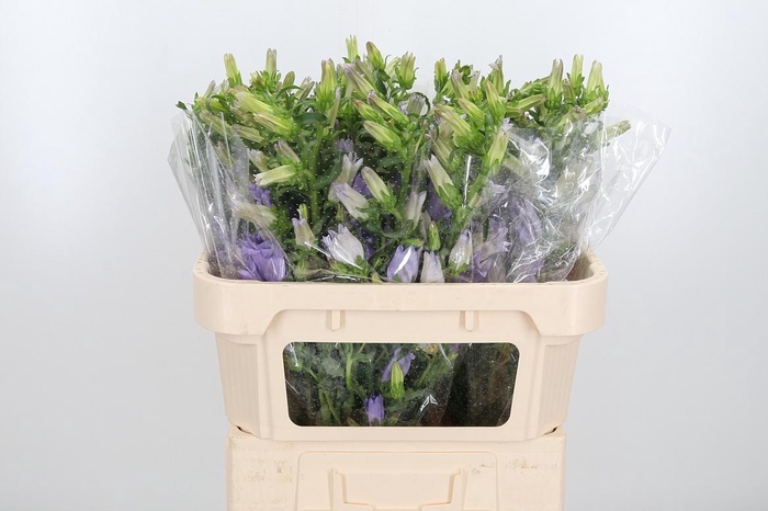 <h4>Campanula Cham Lavender</h4>