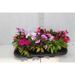 SUNPATIENS P11