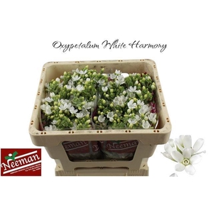 OXY CO PERF WHI HARM