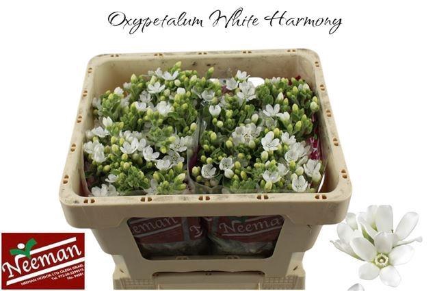 OXY CO PERF WHI HARM