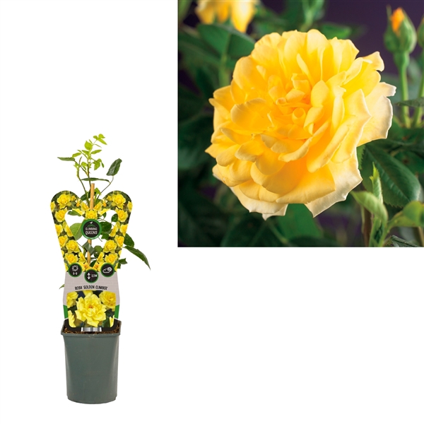 <h4>Rosa 'Golden Climber' +3.0 label</h4>