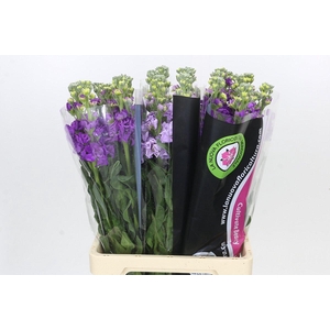 Matthiola Iron Purple