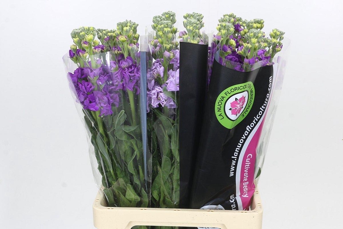 <h4>Matthiola Iron Purple</h4>