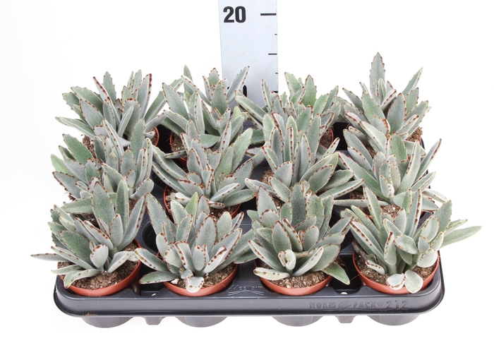 <h4>Kalanchoe NF tomentosa</h4>