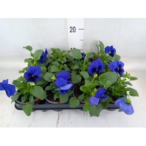 Viola wr. 'Delta Blue wBlotch'