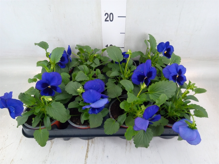 <h4>Viola wr. 'Delta Blue wBlotch'</h4>