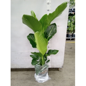 Strelitzia nicolai