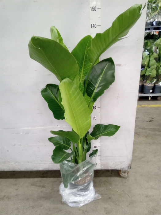 <h4>Strelitzia nicolai</h4>