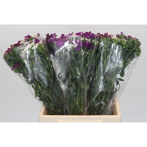 Dianthus Br Gemengd