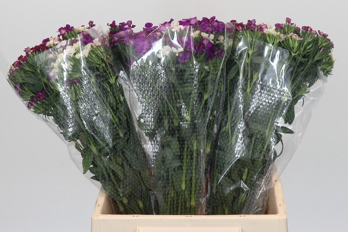 <h4>Dianthus Br Gemengd</h4>
