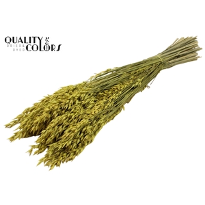 Avena per bunch Yellow
