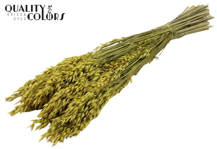 <h4>Avena per bunch Yellow</h4>