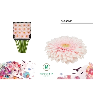 Gerbera Pomponi Big One Diamond Per Kaart