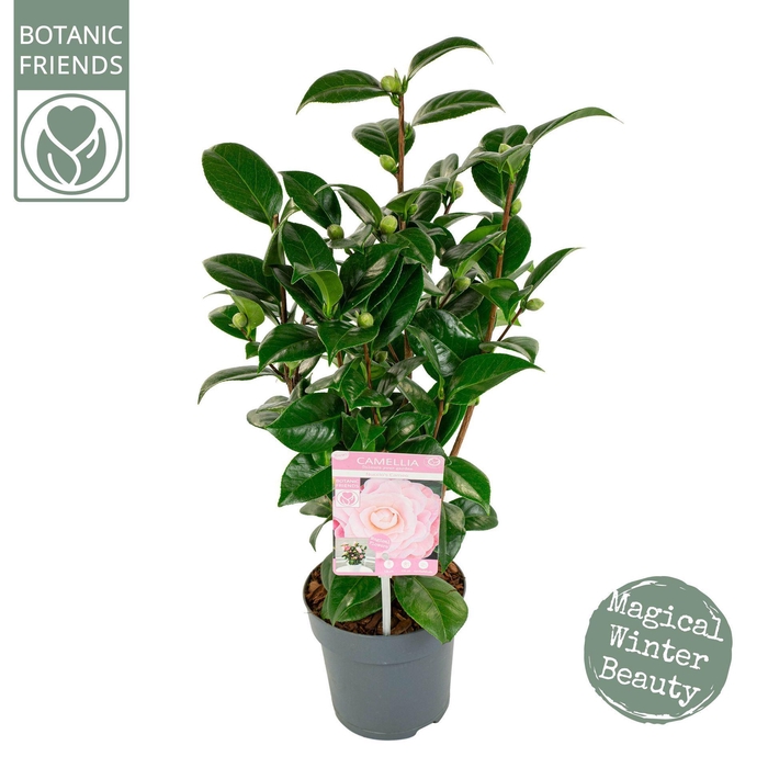 <h4>Camellia japonica</h4>