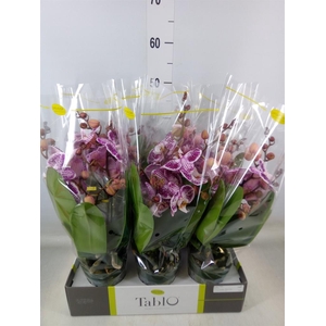 Phalaenopsis   ...rose