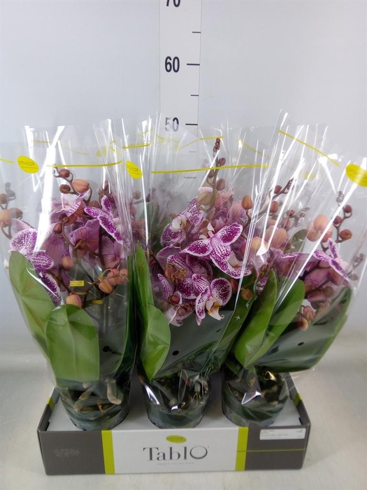 <h4>Phalaenopsis   ...rose</h4>