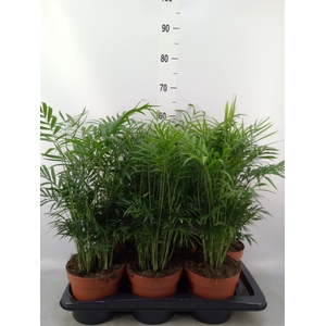 Chamaedorea elegans