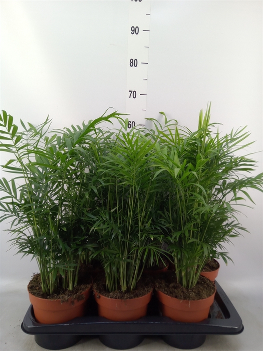 <h4>Chamaedorea elegans</h4>
