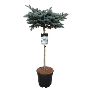 Picea pung. 'Glauca Globosa'