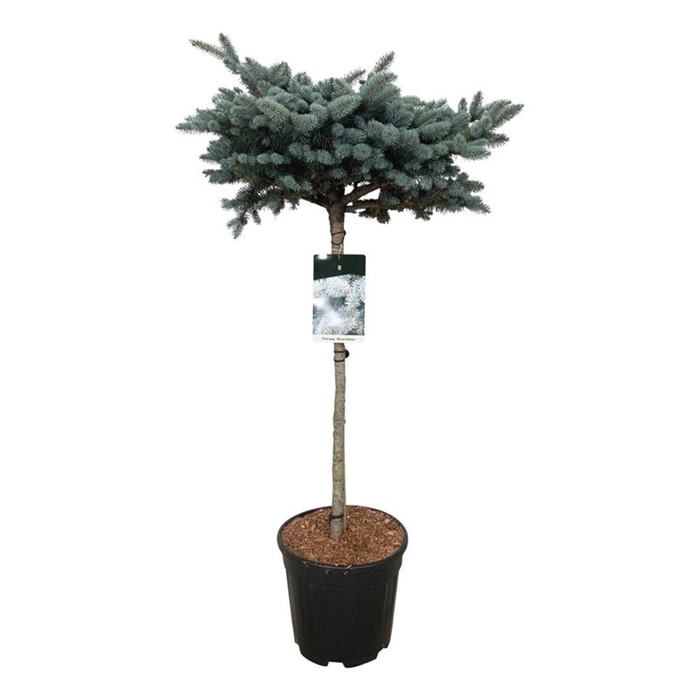 <h4>Picea pung. 'Glauca Globosa'</h4>