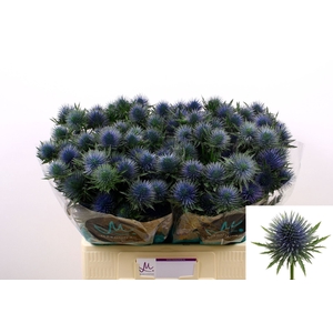 ERYNGIUM  'MAGNETAR QUESTAR'