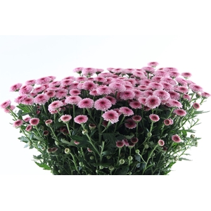 Chr San Calimero Pink