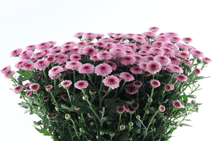 <h4>Chr San Calimero Pink</h4>