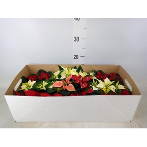 Euphorbia pulc.   ...mix