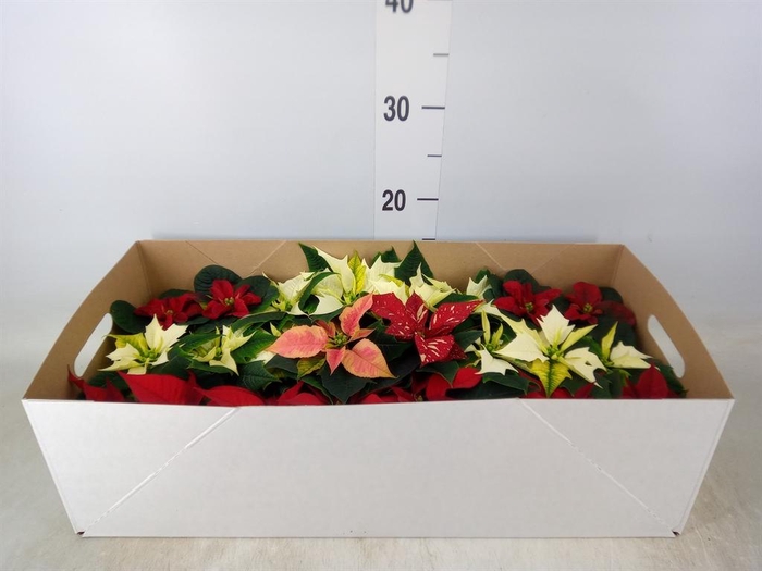 <h4>Euphorbia pulc.   ...mix</h4>