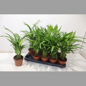 Dypsis Lutescens