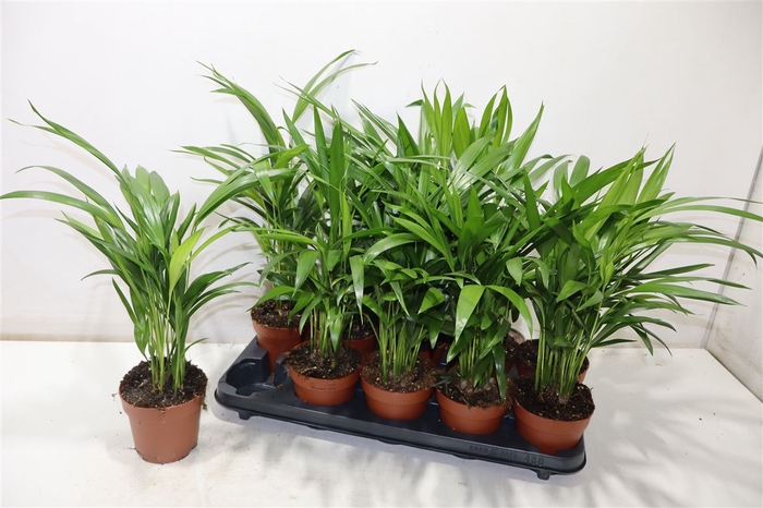 <h4>Dypsis Lutescens</h4>