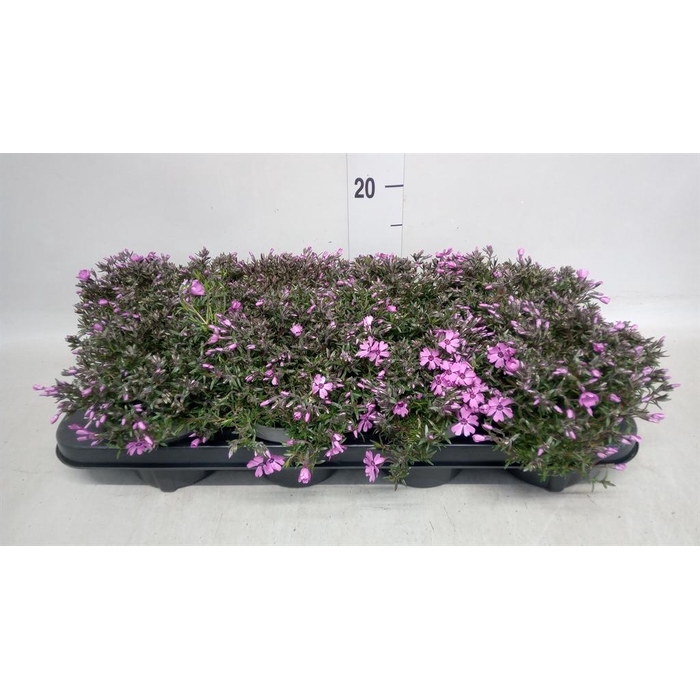 <h4>Phlox sub.</h4>