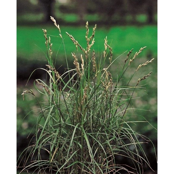 <h4>Carex muskingumensis (18x18)</h4>