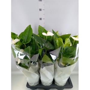 Anthurium andr. 'Alaska'