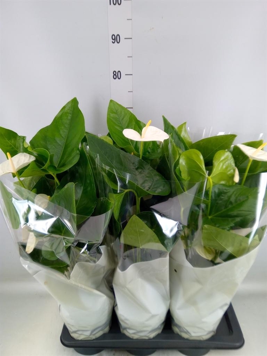 <h4>Anthurium andr. 'Alaska'</h4>